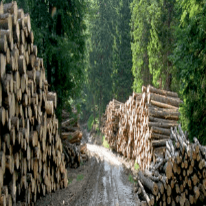 Биокотел Biotech